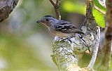 Planalto Slaty-Antshrike